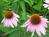 oona-ondraedan > Seneca Creek /Potomac 9-8-07 photo