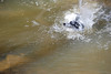 oona-ondraedan > Seneca Creek /Potomac 9-8-07 photo