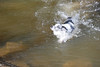 oona-ondraedan > Seneca Creek /Potomac 9-8-07 photo