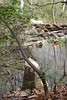 oona-ondraedan > Seneca Creek /Potomac 9-8-07 photo