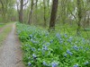 oona-ondraedan > Flowers on the C & O April 19, 2008 photo