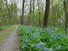oona-ondraedan > Flowers on the C & O April 19, 2008 photo